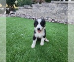Puppy Puppy 2 Australian Shepherd