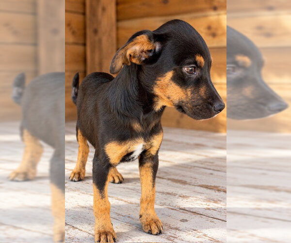 Medium Photo #4 Australian Shepherd-Rottweiler Mix Puppy For Sale in Southbury, CT, USA
