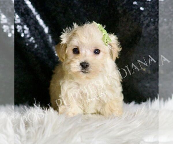 Medium Photo #1 Maltipoo (Miniature) Puppy For Sale in WARSAW, IN, USA