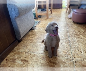 Golden Mountain Doodle  Puppy for sale in LA VALLE, WI, USA