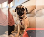 Small #1 Pug Mix