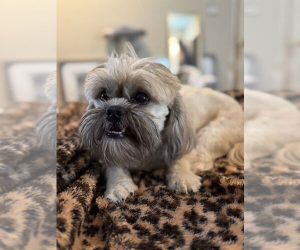 Medium Photo #3 Shih Tzu Puppy For Sale in Conway, AR, USA
