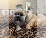 Small #2 Shih Tzu