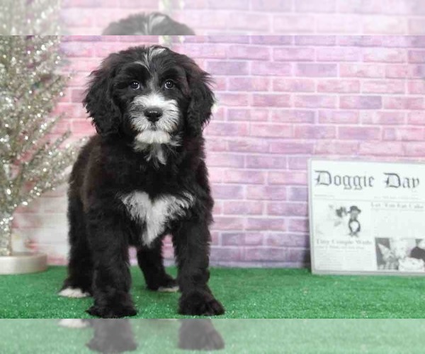 Medium Photo #1 Sheepadoodle Puppy For Sale in BEL AIR, MD, USA