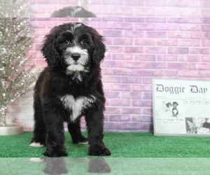 Sheepadoodle Puppy for sale in BEL AIR, MD, USA