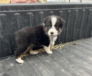 Australian Shepherd Puppy for Sale in RUSSELL, Iowa USA