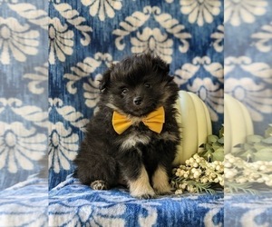 Pomeranian Puppy for sale in CHRISTIANA, PA, USA