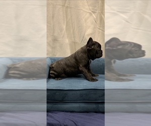 French Bulldog Puppy for sale in PORT SAINT LUCIE, FL, USA