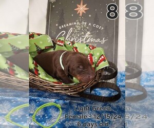 Doberman Pinscher Puppy for sale in CLINTON, OH, USA