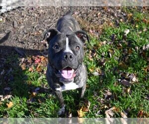 Bullboxer Pit Dogs for adoption in Decatur, IL, USA