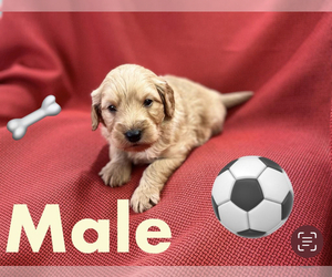 Goldendoodle-Poodle (Toy) Mix Puppy for sale in FLORENCE VILLA, FL, USA