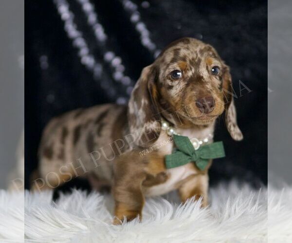 Medium Photo #5 Dachshund Puppy For Sale in WARSAW, IN, USA
