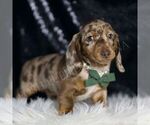 Small #4 Dachshund