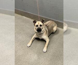 German Shepherd Dog-Unknown Mix Dogs for adoption in Las Vegas, NV, USA