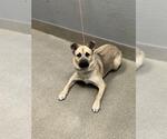 Small German Shepherd Dog Mix