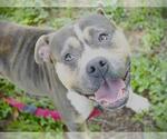 Small American Pit Bull Terrier