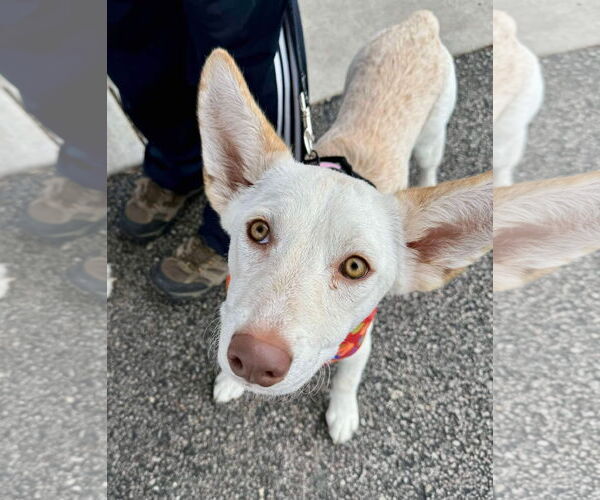 Medium Photo #6 Siberian Husky-Unknown Mix Puppy For Sale in Germantown, OH, USA