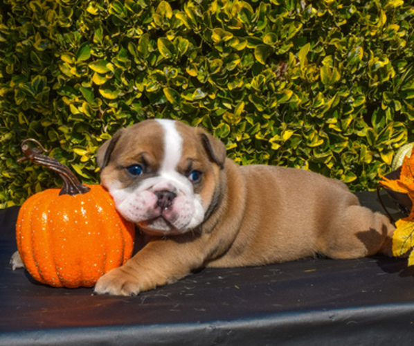 Medium Photo #3 English Bulldog Puppy For Sale in TRACY, CA, USA