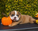 Small #2 English Bulldog