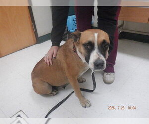 Mutt Dogs for adoption in Oroville, CA, USA