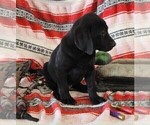 Small Photo #66 Labrador Retriever Puppy For Sale in MERIDEN, KS, USA