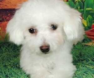 Bichon Frise Puppy for sale in WINSTON SALEM, NC, USA