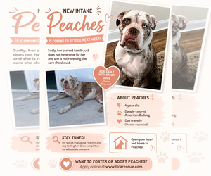 American Bulldog Dogs for adoption in Cape May, NJ, USA