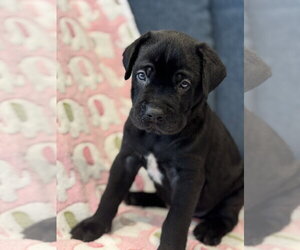 Charlotte's Puppy Charlie - Male Labrador Retriever-Unknown Mix Dog for Adoption - Photo #5