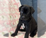 Small Photo #5 Labrador Retriever-Unknown Mix Puppy For Sale in San Diego, CA, USA