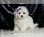 Small #4 Maltese