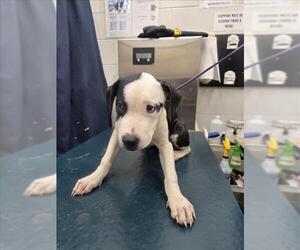 Medium American Bulldog Mix
