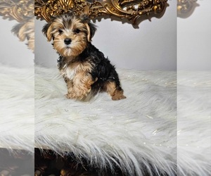 Yorkshire Terrier Puppy for sale in INDIANAPOLIS, IN, USA