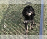 Small #13 YorkiePoo