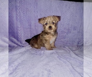 Yorkshire Terrier Litter for sale in LA VERNIA, TX, USA