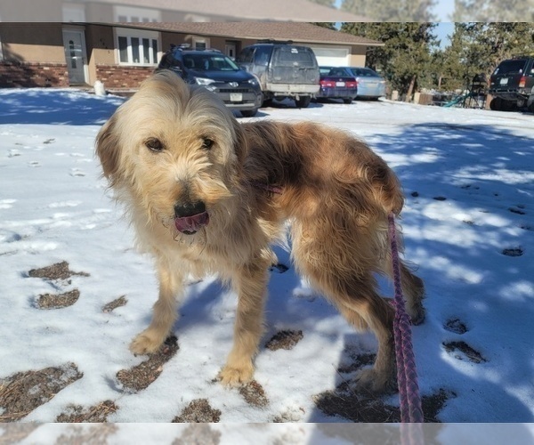 Medium Photo #1 Goldendoodle-Poodle (Standard) Mix Puppy For Sale in PEYTON, CO, USA