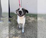 Small #1 Labrador Retriever Mix