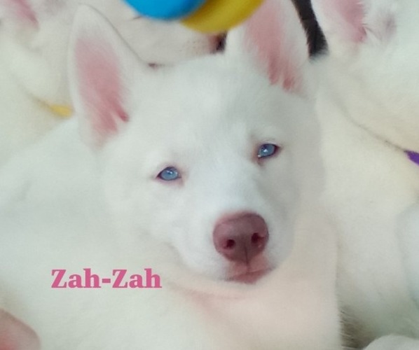 Medium Photo #1 Siberian Husky Puppy For Sale in GONZALES, LA, USA