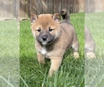 Small Photo #9 Shiba Inu Puppy For Sale in SNOHOMISH, WA, USA