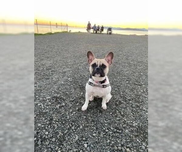 Medium Photo #7 Faux Frenchbo Bulldog Puppy For Sale in San Diego, CA, USA