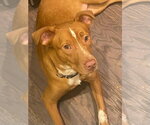 Small #1 Mutt