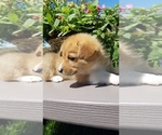 Small Photo #3 Pembroke Welsh Corgi Puppy For Sale in ROCK VALLEY, IA, USA