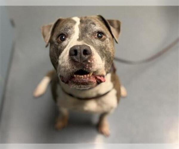 Medium Photo #2 American Pit Bull Terrier Puppy For Sale in Denver, CO, USA