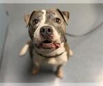 Small #1 American Pit Bull Terrier