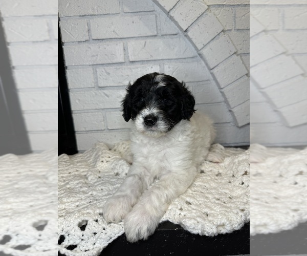 Medium Photo #5 Aussiedoodle Puppy For Sale in LA CRESCENT, MN, USA