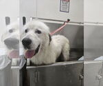 Small #2 Great Pyrenees