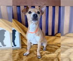 Small Chihuahua Mix