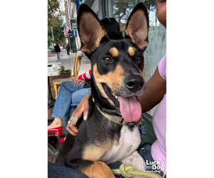 Hefty - Male Miniature Pinscher-Unknown Mix Dog for Adoption - Photo #3