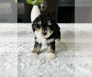 Shorkie Tzu Puppy for sale in GREENFIELD, IN, USA