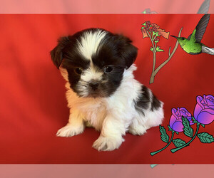 Shih Tzu Puppy for sale in SAN FRANCISCO, CA, USA