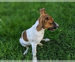 Small Photo #6 Jack Russell Terrier Puppy For Sale in QUARRYVILLE, PA, USA